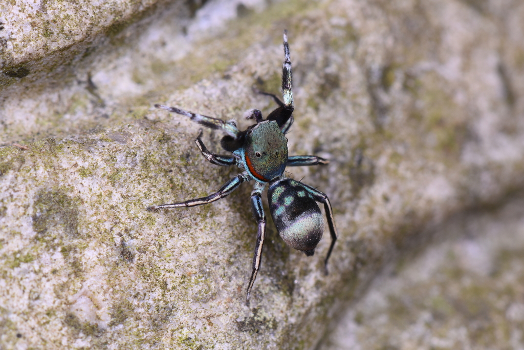 Siler hanoicus
