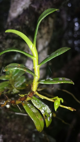 Angraecum triangulifolium image