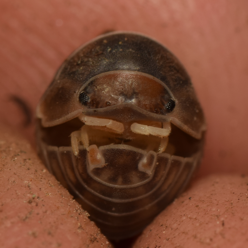 Spherillo raffaelei