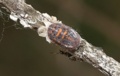 Icerya acaciae