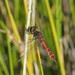 Swamp Flat-Tail - Photo (c) Reiner Richter, some rights reserved (CC BY-NC-SA)