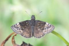 Erynnis lucilius