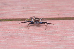 Colyttus