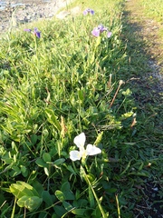 Iris hookeri