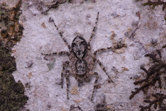 Phaeacius malayensis