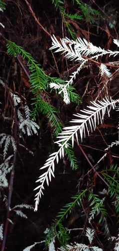 Sequoia sempervirens