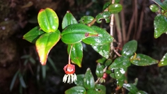 Medinilla viscoides