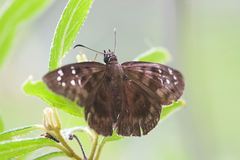 Ephyriades brunnea