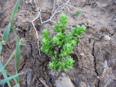 Sedum acre subsp. neglectum image