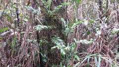 Dypsis concinna