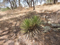 Dasylirion acrotrichum