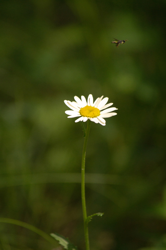 Oxeye daisy (Leucanthemum ircutianum)