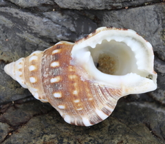 Tonnoidea