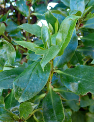 Myoporum semotum