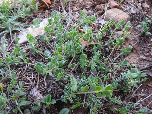 Coronilla minima image