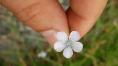 Linum bienne