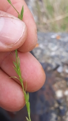 Linum bienne