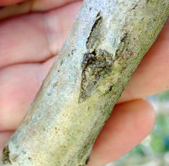 Myoporum semotum