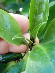 Myoporum semotum