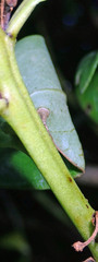 Myoporum semotum