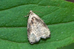 Olethreutes exoletum