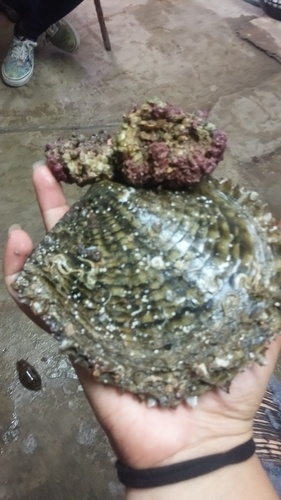 Panama pearl oyster