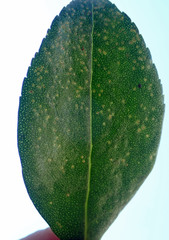 Myoporum semotum
