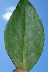 Myoporum semotum