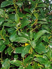 Myoporum semotum
