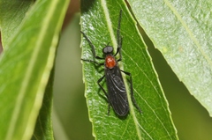 Plecia dimidiata