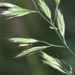 Tall Fescue - Photo (c) James Bailey, some rights reserved (CC BY-NC), uploaded by James Bailey