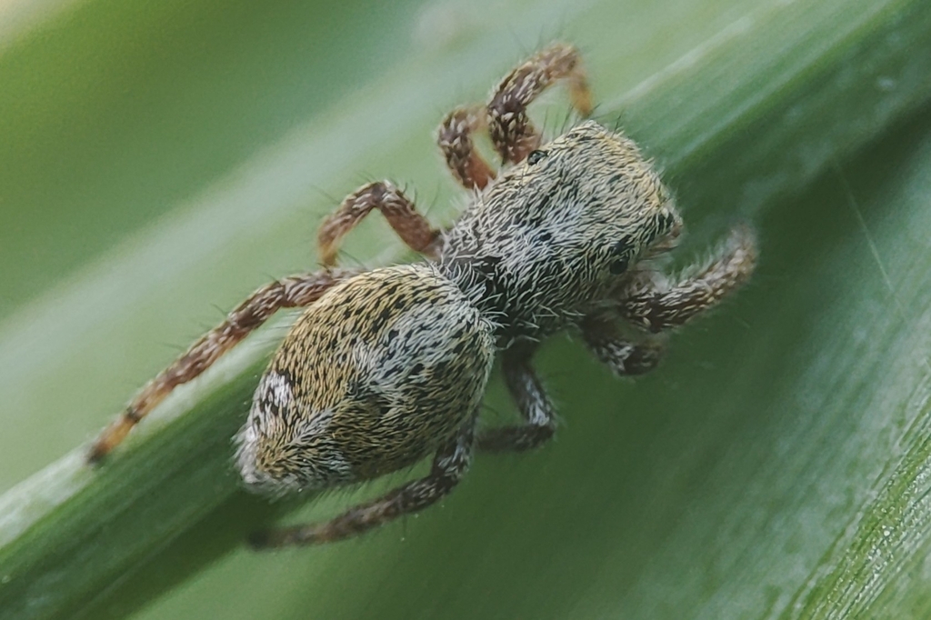 Dendryphantes hastatus