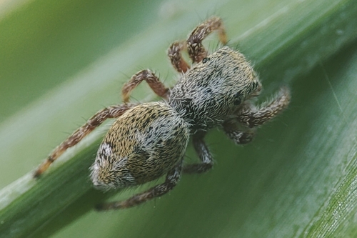 Dendryphantes hastatus