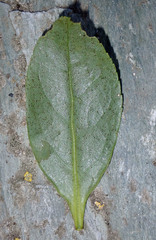 Myoporum semotum