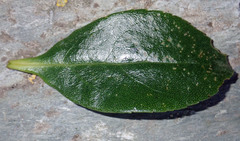 Myoporum semotum