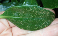 Myoporum semotum