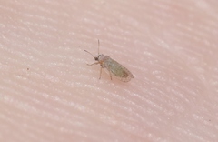 Acizzia acaciaebaileyanae