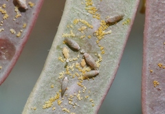 Acizzia acaciaebaileyanae