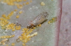 Acizzia acaciaebaileyanae