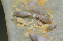 Acizzia acaciaebaileyanae