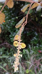 Gouania phillipsonii