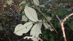 Rubus malagassus image