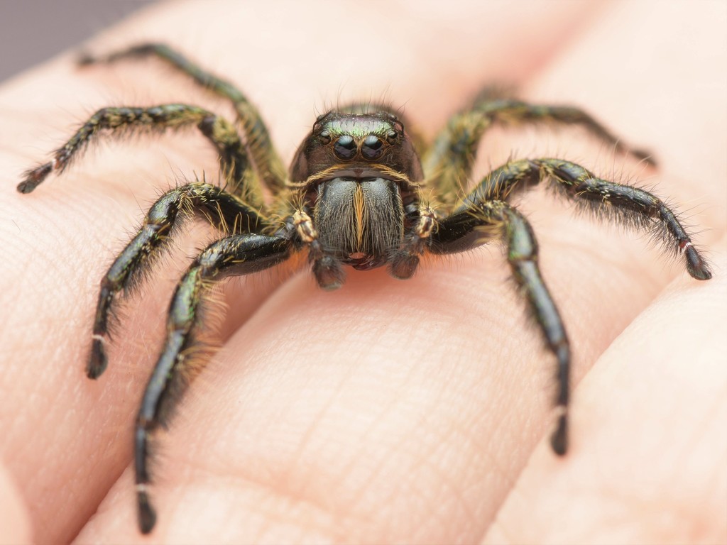 Hyllus qishuoi