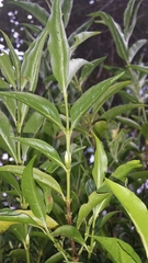 Tricalysia analamazaotrensis