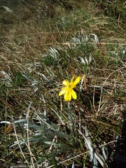 Ranunculus gunnianus