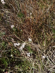 Pimelea alpina