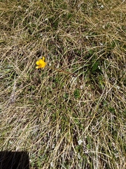 Ranunculus gunnianus