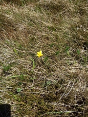 Ranunculus gunnianus