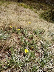 Ranunculus gunnianus