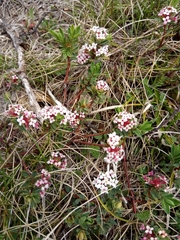 Pimelea alpina